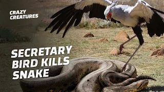 Secretary Bird Stomps Snake to Death