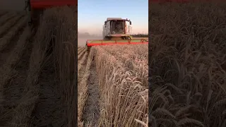 Молотим озиму пшеницю.