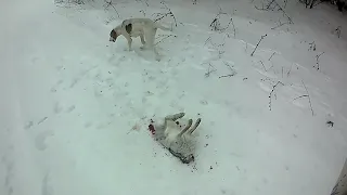 Охота на зайца с собакой