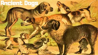 10 Most Ancient Dog Breeds On Earth (P#3)