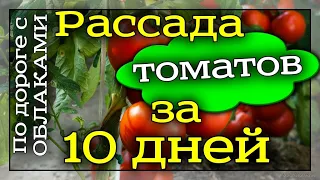 Как вырастить рассаду томатов за 10 дней из пасынков. Пасынки. Помидоры. Огород.