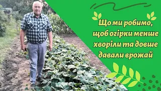 Що ми робимо, щоб огірки менше хворіли та довше давали врожай