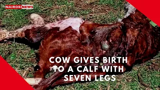 A cow gives birth to a calf with seven legs