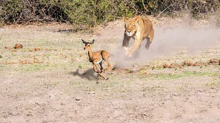 How Does A Lion Attack Baby Impala?