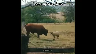 Баран против быка