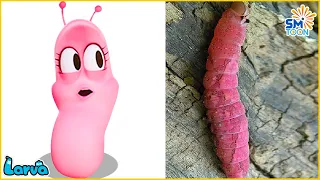 Larva Tuba | SỰ THẬT VỀ HỒNG - ẤU TRÙNG TINH NGHỊCH - PHIM HOẠT HÌNH HAY NHẤT 2023