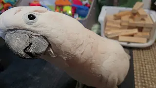 A Cockatoo With The Shakes??