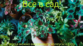 Coleus|Buntnessel|Колеусы. Когда высаживать в сад?🌱