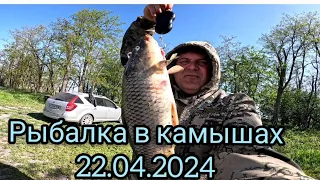 Рыбалка на Карпа и Сазана в Камышах.22.04.2024.