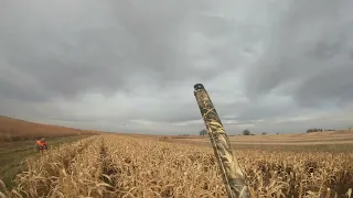 Feathers Flying everywhere!!  2022 Iowa Pheasant  Opener