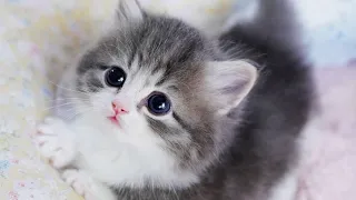 Baby cats cute and funny moment #118 | meow.YT