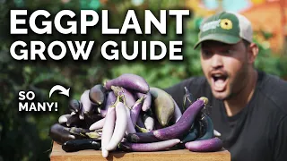 How to Grow Eggplants Perfectly Every Single Time