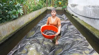 Harvesting Catfish Goes to market sell, Take care my farm || Phương - Free Bushcraft
