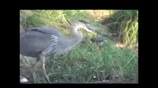 Heron eating chipmunk alive!