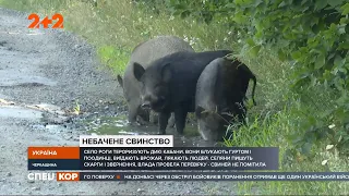 Село Роги на Черкащині тероризують дикі кабани: чому влада бездіє