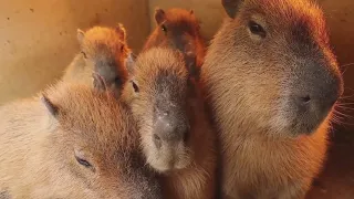 okay i pull up (capybara)