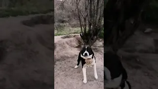 Вързани бойни кучета в гората