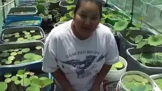 How to fertilize water lotus plants