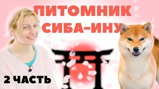 О породе Сиба-ину с заводчицей - Питомник Сиба-ину - 2 Часть