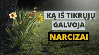 Narcisizmas | Narcizo Viduje - Kas vyksta iš tikrųjų? | Narcizai