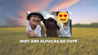 Alpaca гэж ямар амьтан бэээээ? (Australia)