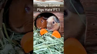 Things Guinea Pigs Hate! - Unsafe Pet Products 🐹😳⚠️ PT. 1