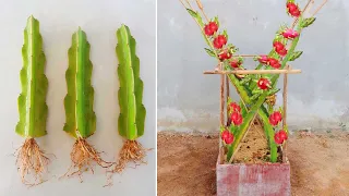 Technique of planting dragon fruit trees | How to Grow Clean Dragon Fruit Right At Home