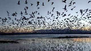 Snow Geese blast off from water at Bosque del Apache NWR