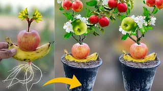 How To Grow Apple Trees From Apple Fruit in Banana Fruit | Grow Apples at Home From Apple in Banana