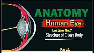 Ciliary body | Anatomy of Ciliary body | Structure of Ciliary Body | Uveal Tract | Anatomy of Eye