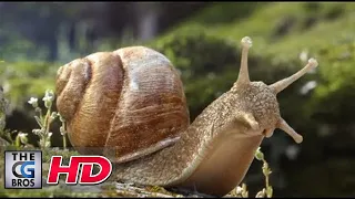 CGI VFX Breakdown :  "SEQUOIA - Testimony Of A Snail"  by - Unit Image
