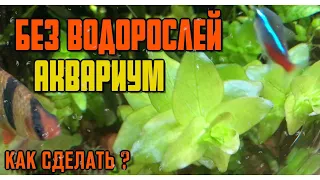 Водоросли в аквариуме | Как избавиться от водорослей в аквариуме | Аквариум без водорослей (#66)