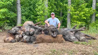 Trapped a HUGE boar hog. Wife broke her car and road trip baseball.