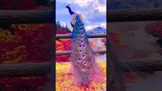 10 Most Beautiful Peacock’s Birds 4k Video | Peacock’s Birds Sounds