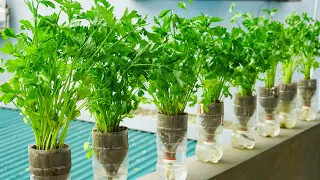 Discover The Secret To Effortlessly Growing Celery In Plastic Bottles