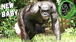NewBorn Baby Chimp Causes Excitement For The Chimpanzee Troop