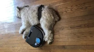 Nothing interferes with this dog's nap - not even the robot vacuum