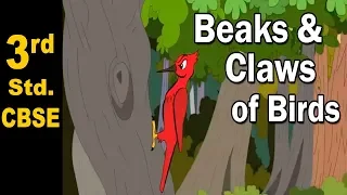 Beaks and claws of Birds | 3rd Std | Science | CBSE Board | Home Revise
