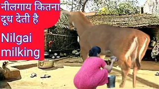How Much Milk Gives Nilgai, milking nilgai