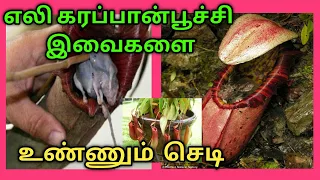 The Carnivorous Plant That Feasts on Mice | RAT EATING PLANT |GK Tamil news | World tamil news