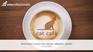 Feline lower urinary tract disease: Idiopathic Cystitis