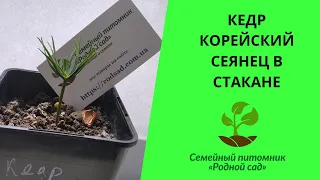 Сеянец кедра корейского. Выращивание кедра корейского из семян в Украине.