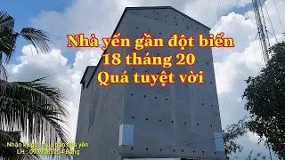 Nhà yến gần đột biến chim phát triển quá đều