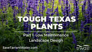 Tough Texas Plants, Part 1: Low Maintenance Landscape Design