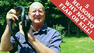 Don't fear Black Snakes: Here are 5 reasons why not!