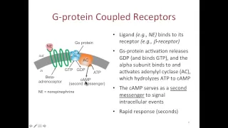 Drug Receptors