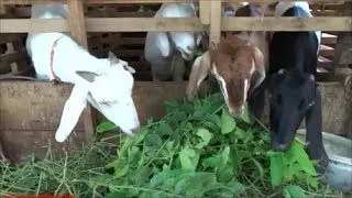 Goats eating leaves