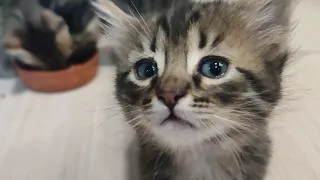 cute kittens growing up 🤍
