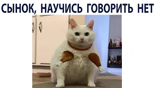 Приколы и Мемы с Котами 2021 года. МЕМЧИКИ про Котов #shorts