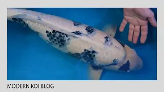 Modern Koi Blog #5156 - Ein genialer Shiro Utsuri 70 cm und der Konishi Kalender Ai-goromo 69 cm